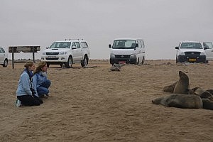 Ein paar der unendlich vielen Robben