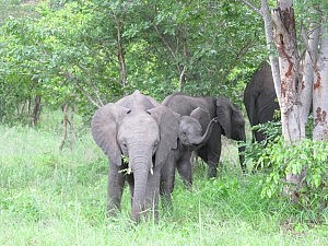 Benjamin, du lieber Elefant