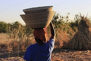 Kauna trägt ein paar Körbe, in die wir die Hirse sammeln.