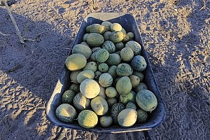 Melonen. Daraus wird leckerer Saft sowie eine Art BIer & Likör gemacht. Sehr erfrischend!