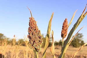 Sorghum: Eine Art Hirse. Man hält es über das Feuer, dann kann man die Kerne rauspulen. Schmeckt etwas nach Popcorn.