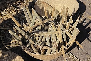 Hirseähren. Diese Hirsesorte heißt Mahangu. Aus ihr wird auch der namibische Hirsebrei gemacht.