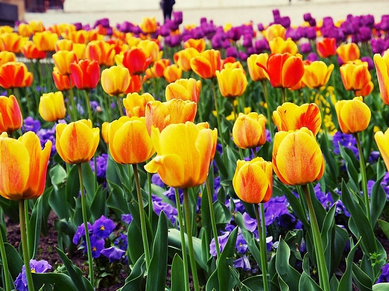 Frühlingssonnenstrahlen