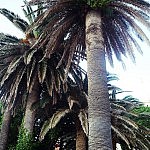 Palmen in Montenegro!