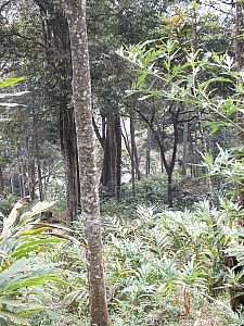 So dicht war der Wald, durch den wir stapfen mussten.