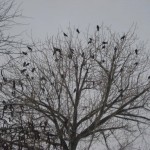 überall Raben in der Dämmerung