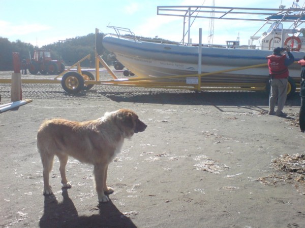 Hund und whale-watching-Boot in Puerto Piramidis, Pathagonien