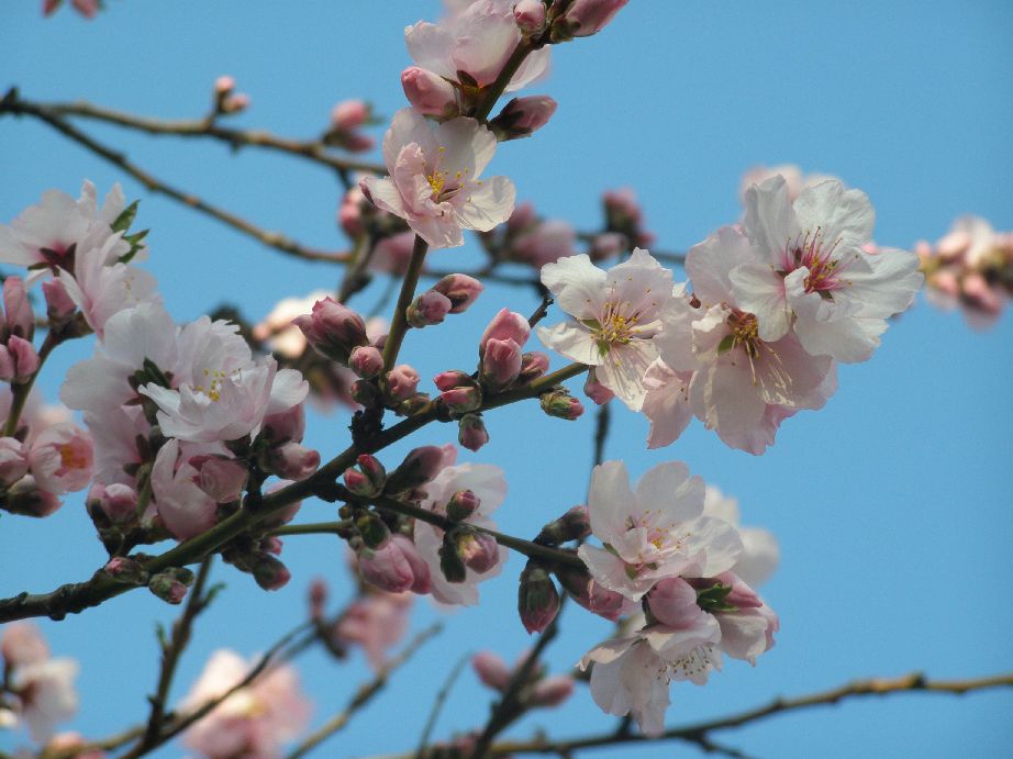 Tavasz / Frühling