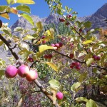 kirschgroße Äpfel im Botanischen Garten von Chorogh