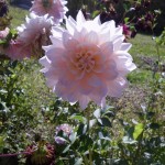 Dahlie im Botanischen Garten von Chorogh