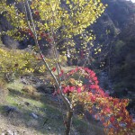 Herbstzeit zog ihr rotes Band.../ im Varzob-Tal