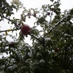 schneebedeckter Granatapfelbaum