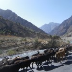 Tiere auf der Fahrt nach Iskanderkul