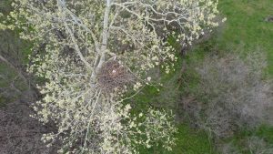 Blick von oben auf das Nest des Kaiseradlers per Drohne
