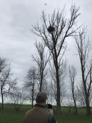 per Drohne auf der Suche nach den Adlereiern