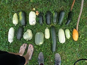 Zucchinis, wie man sie sich wünscht, frisch aus dem Garten