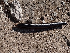 Chongolollo! DSC01998