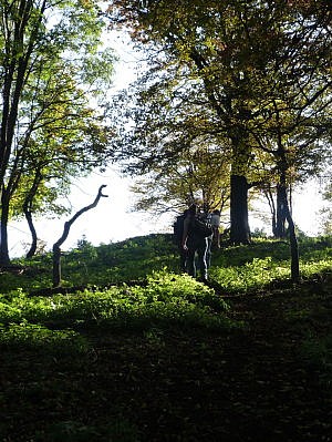 03-06-waldatmosphäre