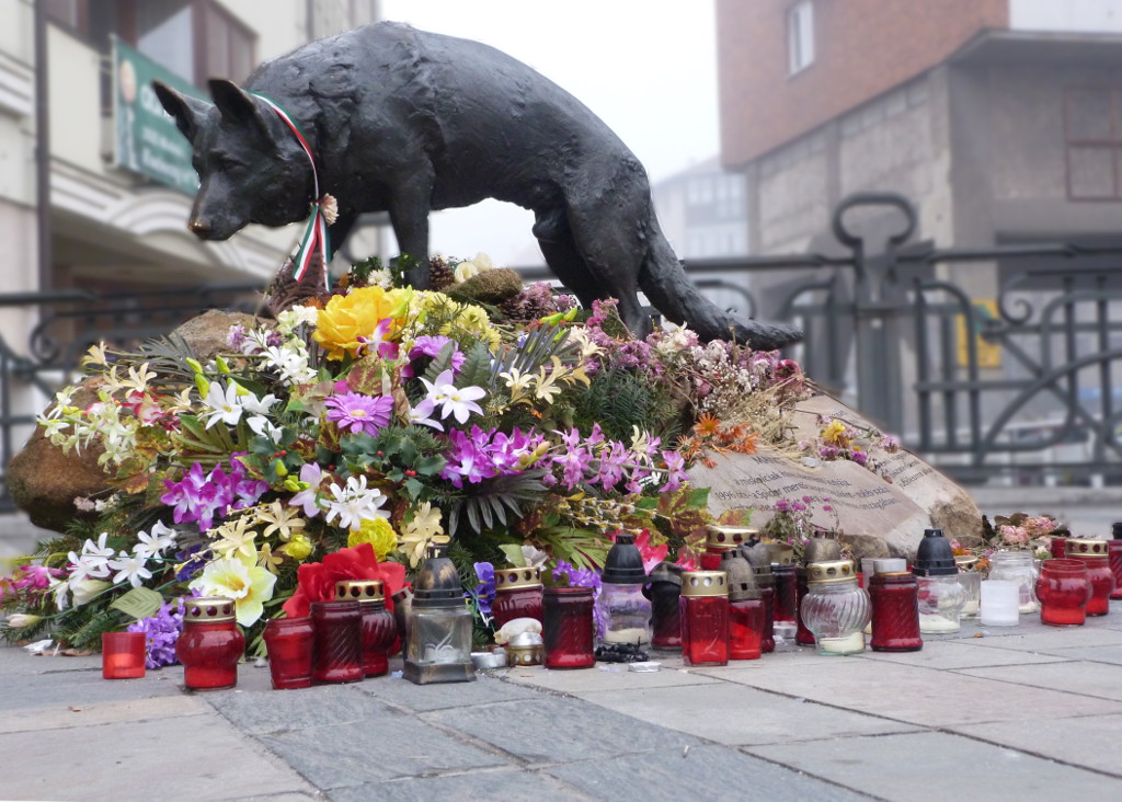 Der Stadtheld von Miskolc - ein Hund!