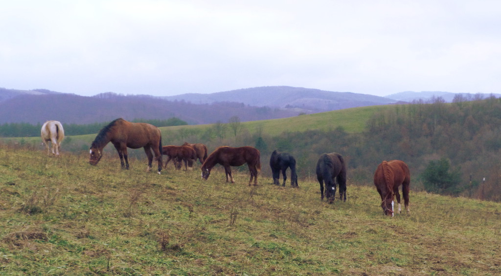 Das obligatorische Pferdefoto.