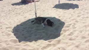 Sogar dem Hund ist es zu warm