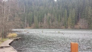 Lacu Rosu, der Mördersee, in dem Bäume stehen