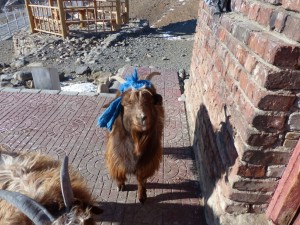 Diese Ziege hat Style