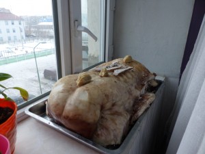 Da sonnt sich der Hammelrücken