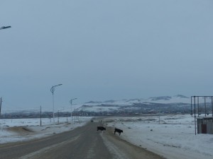 Tiere auf der Fahrbahn sind hier keine Seltenheit