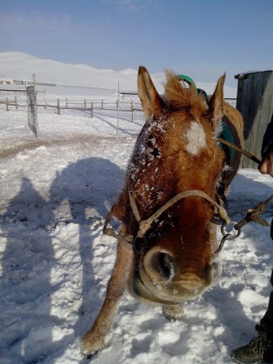 Eingeschneites Pferd