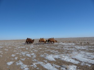 Dank flauschigem Winterfell gut angepasst: die Kamele