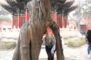 Mein Highlight in der verbotenen Stadt war dieser Baum
