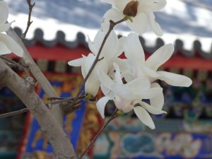 Auch hier Blumen und Blüten