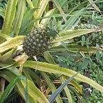 2012-12-15 Salento (44)