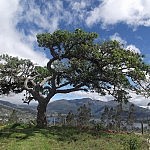 2012-12-27 san pablo u lechero (1)