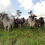 2013-06-12 llanos (17)