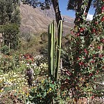 2013-06-16 Machupicchu (10)