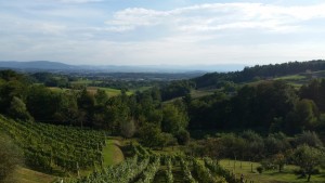 Spazieren in den Weinbergen