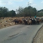 Das erste exotische Bild: In aller Seelenruhe werden hier Ziegen über eine Landstraße getrieben...