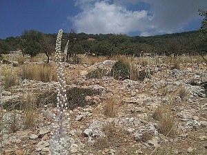 So sieht es im Norden von Jordanien aus - soll aber im Frühling noch viel schöner sein wegen all der Blumen, die dann blühen!