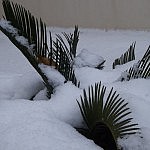 Eingeschneite Palme im Vorgarten