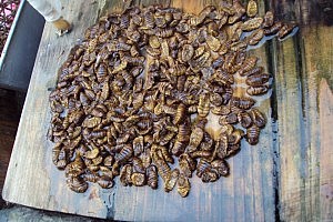 Besser als jedes Proteinshake!