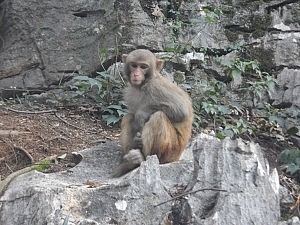 Mitglied der Affenkolonie
