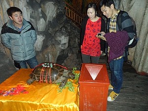 Schildkröten-Verkaufstisch