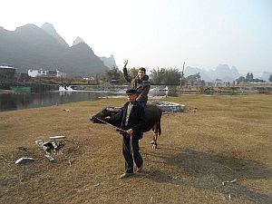 Wasserbüffel-Reiten