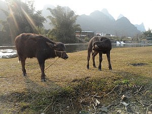 Wasserbüffel-Nachwuchs