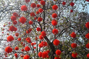 Kirschblüten und rote Lampions