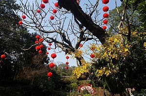 Tempeltänzer-Orchideen