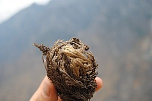 Die noch geschlossene Rose von Jericho