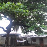 Vorgarten in Kribi mit Strandbaum